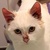photo animal