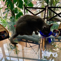photo de livraison pour Association C.A.T.S. Chat Animal Terrien Solidarité