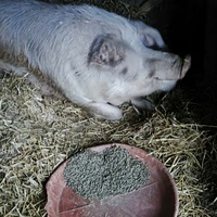 photo de livraison pour Chats Libres de Béziers