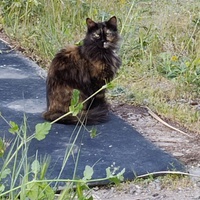 photo de livraison pour Les Fées AnimO