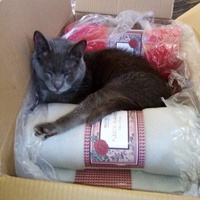 photo de livraison pour L'Arche de Marie - Mes Amours de Chats