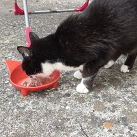 photo de livraison pour URGENCE AIDE ANIMAUX