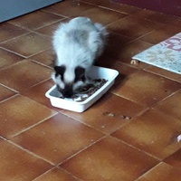 photo de livraison pour Une vie, Un chat