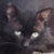 photo animal