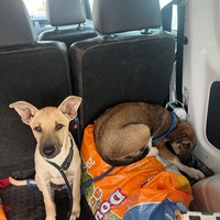 photo de livraison pour Sanctuaire de la Faune de Tanger (SFT)