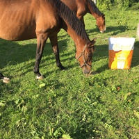 photo de livraison pour Espoir au Galop