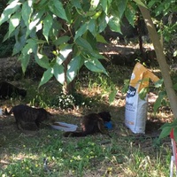 photo de livraison pour Ecole du Chat des Alpilles