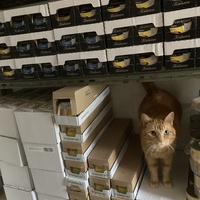 photo de livraison pour Cosette