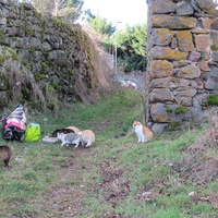 photo de livraison pour Jardin des Chats