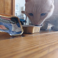 photo de livraison pour Ecole du Chat Libre de Port-Vendres