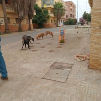 photo de livraison pour Comme Chiens et Chats Maroc