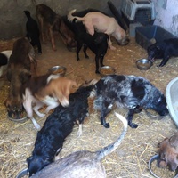 photo de livraison pour Svetlana Bjelogrlic