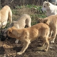 photo de livraison pour Civic Initiative Kane Korzo Skopje