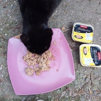 photo de livraison pour Les chats libres de Caro