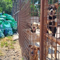 photo de livraison pour Nobody's Dog France