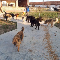 photo de livraison pour Asociatia Simba's Friends