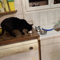 photo de livraison pour Adoption Féline Estuaire