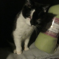 photo de livraison pour Au Bonheur des Chats Libres