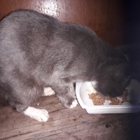 photo de livraison pour Une vie, Un chat
