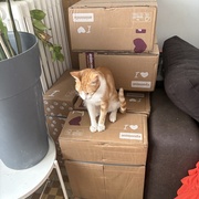 photo de livraison pour Chat Gratouille