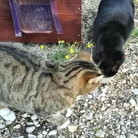 photo de livraison pour Clan du chat libre