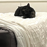 photo de livraison pour Les Chats-Pitresdelavi-Ste