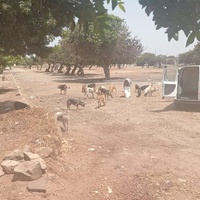 photo de livraison pour Comme Chiens et Chats Maroc