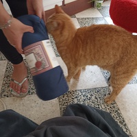 photo de livraison pour Ronron du Bonheur