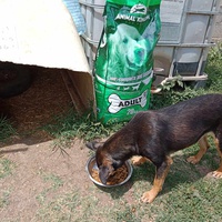 photo de livraison pour Serbian Society for the Protection of Animals - SSPA