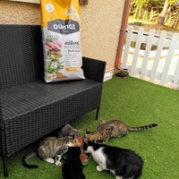 photo de livraison pour Chats en Liberté