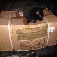 photo de livraison pour Chat Libre de l'Ile du Ramier
