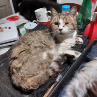 photo de livraison pour Les Chats de Cooper