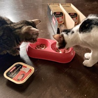 photo de livraison pour Association C.A.T.S. Chat Animal Terrien Solidarité