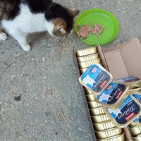 photo de livraison pour Les chats libres de Caro