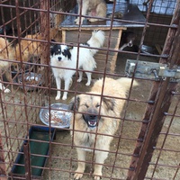 photo de livraison pour Save & Hope for Dogs