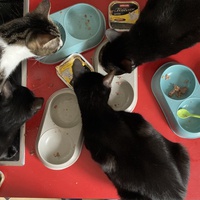 photo de livraison pour Association C.A.T.S. Chat Animal Terrien Solidarité