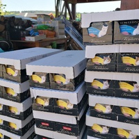 photo de livraison pour L'Arche de Ploum