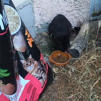 photo de livraison pour L'Ecole du Chat Istreen