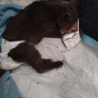 photo de livraison pour Chats Grains d'Amour