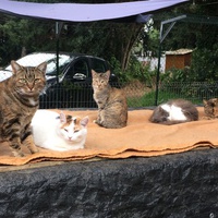 photo de livraison pour Les chats de chez nous
