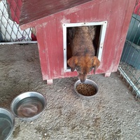 photo de livraison pour Happy Shelter Skopje
