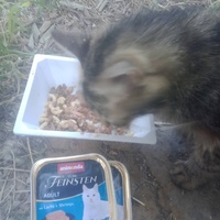 photo de livraison pour Les Chats-Pitresdelavi-Ste