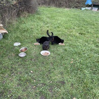 photo de livraison pour Les Chats De QUEAUX