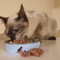 photo de livraison pour The Funny Farm Cat Rescue