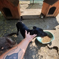 photo de livraison pour First Hope Animal Rescue