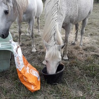 photo de livraison pour Happy Horse Day