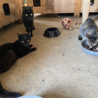 photo de livraison pour L'Arche de Ploum