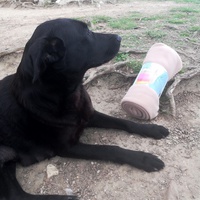 photo de livraison pour Help Doggy