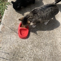 photo de livraison pour Le Chat Salonais