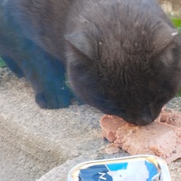 photo de livraison pour Cat Miaou